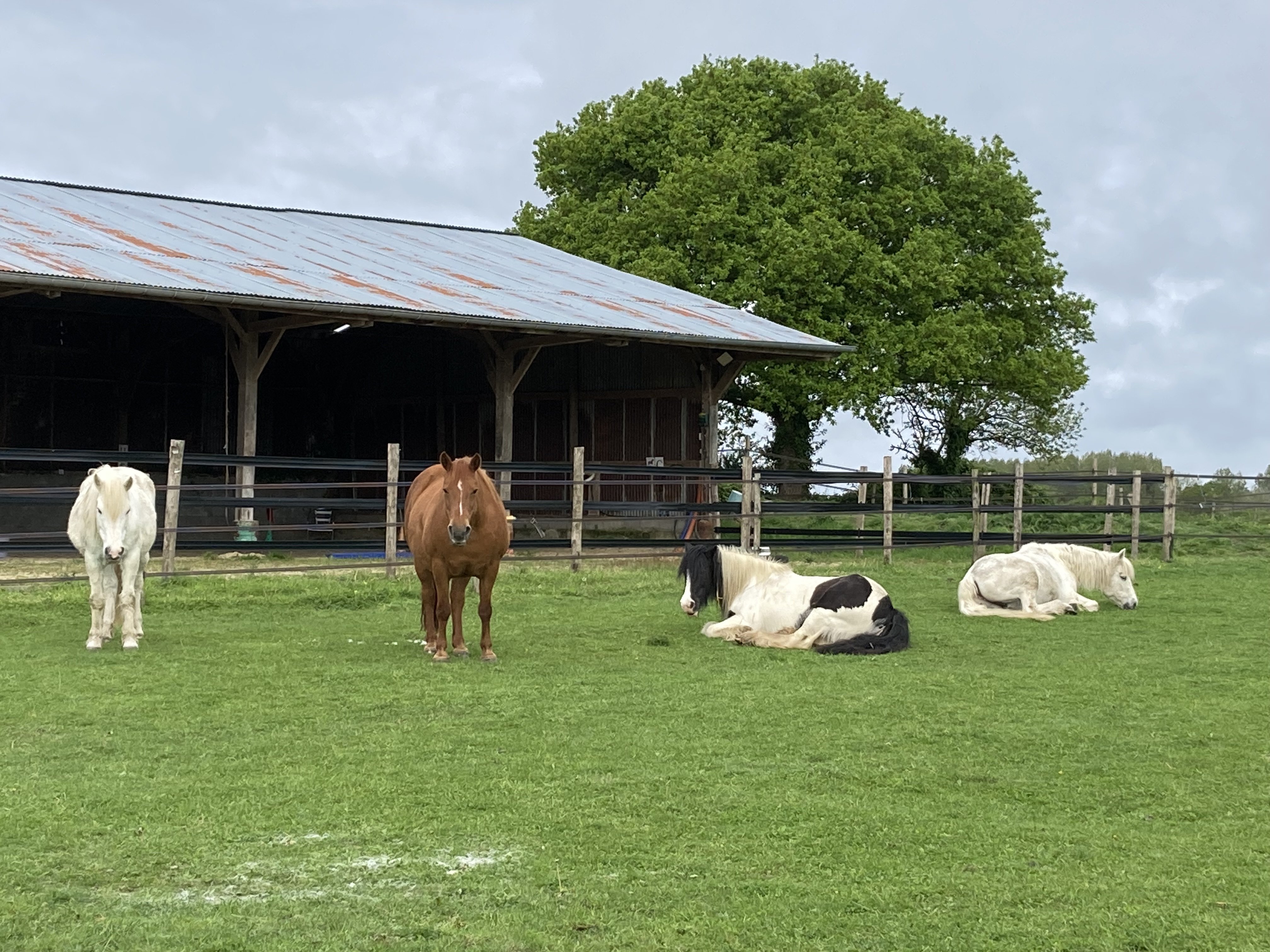 Chevaux et manège